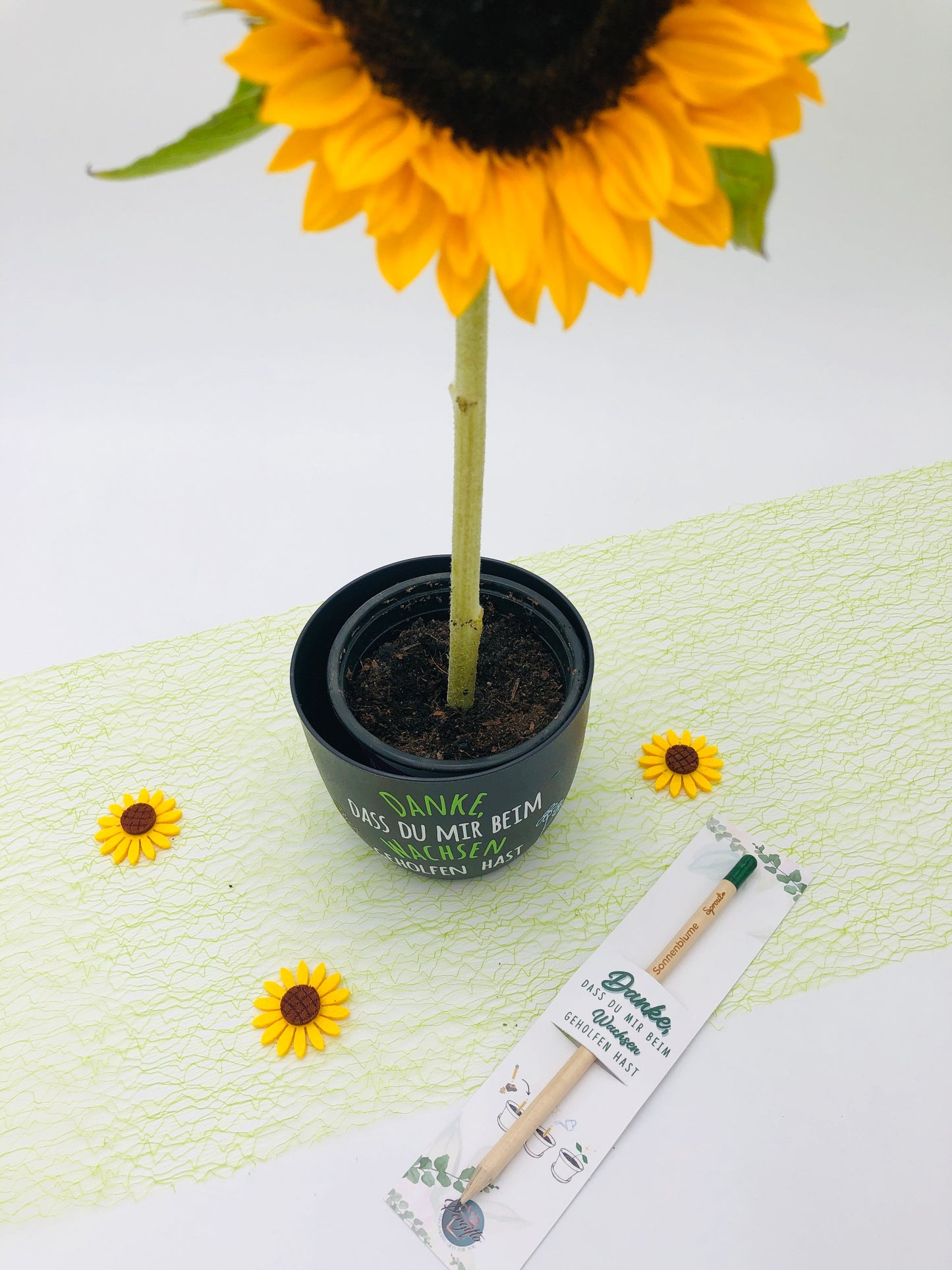 Bleistift zum Einpflanzen Set